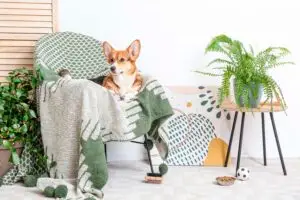 Rincón de descanso para mascota integrado en el salón biofilico